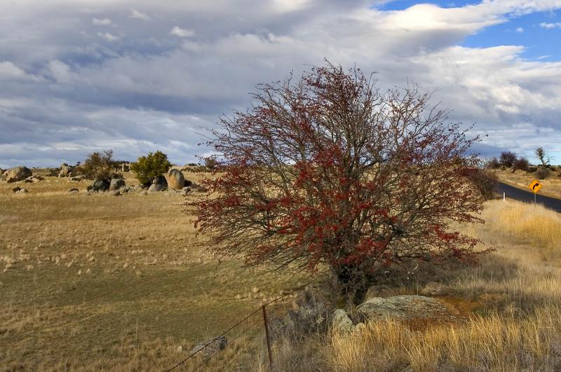 Red Tree_6544.jpg