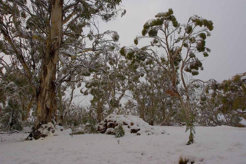 Snow trees_6610.jpg