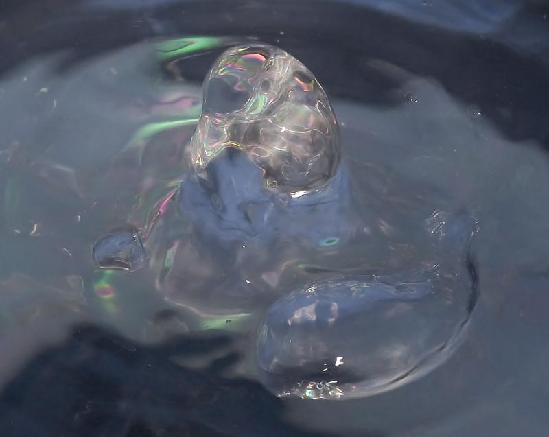 Water Duck_6727.jpg