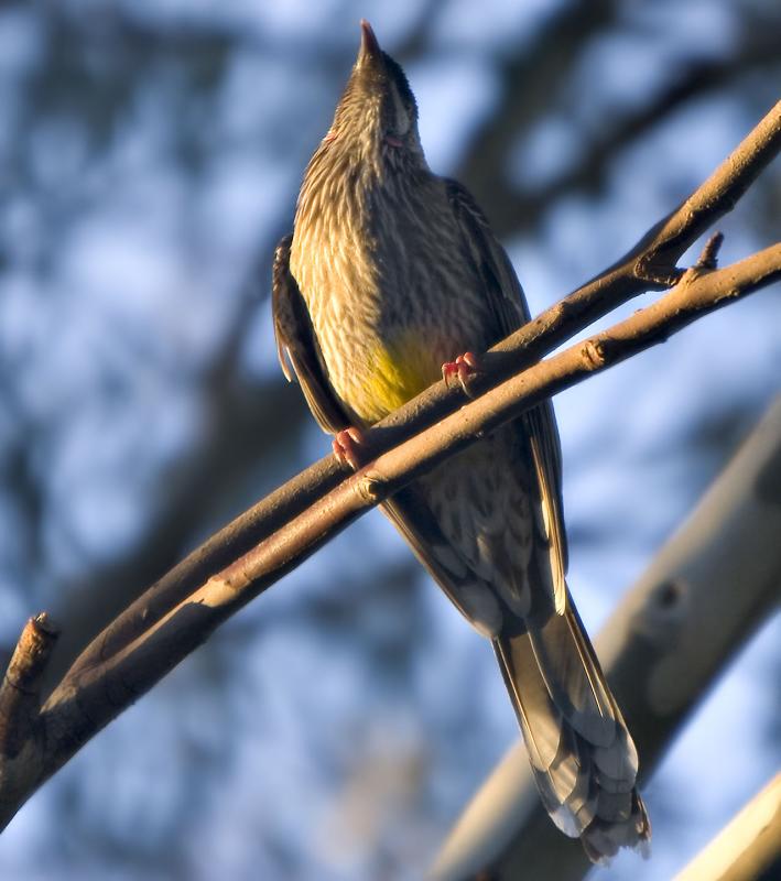 Wattle Bird _6738.jpg