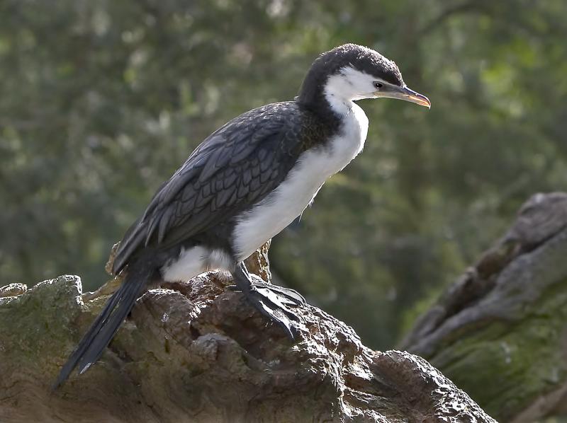 Cormorant_4654.jpg