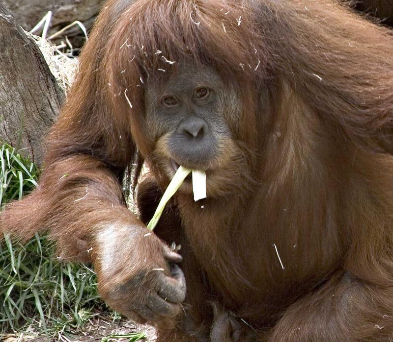 Orang-Utan.jpg