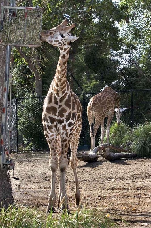 Rothchild Giraffe.jpg
