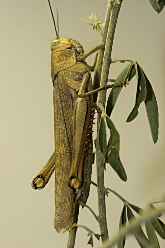 Locust_0117.jpg
