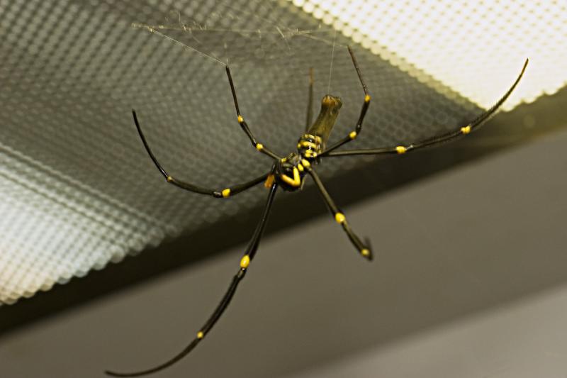 Spider_0112.jpg