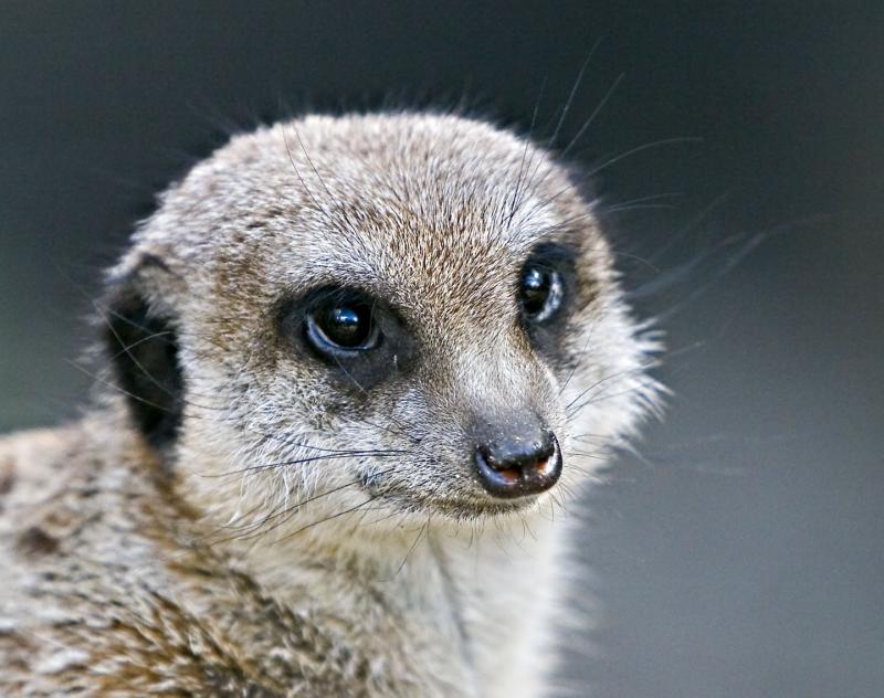 MEERKAT_0025.jpg