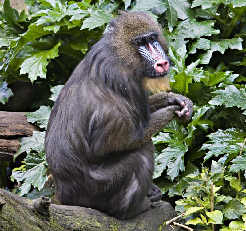 Mandril_0049.jpg