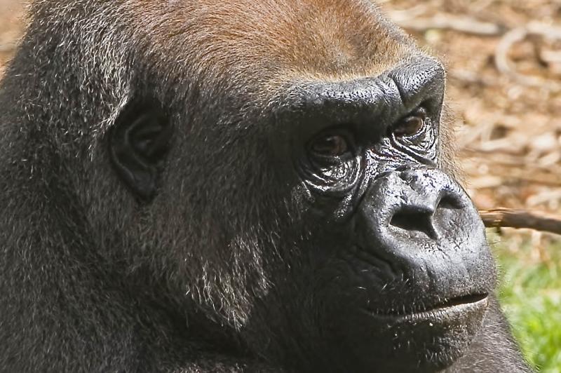 Gorilla close_0047.jpg