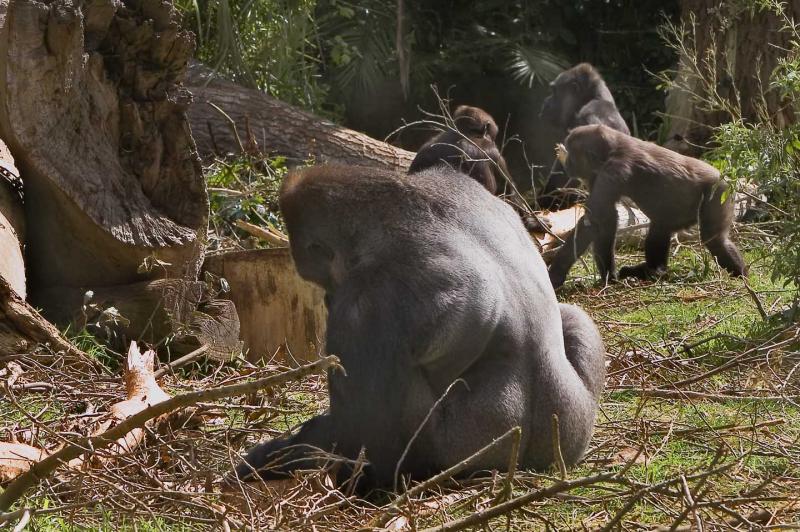 Gorilla_0040.jpg