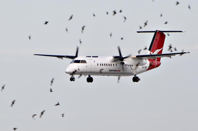 Dash-8