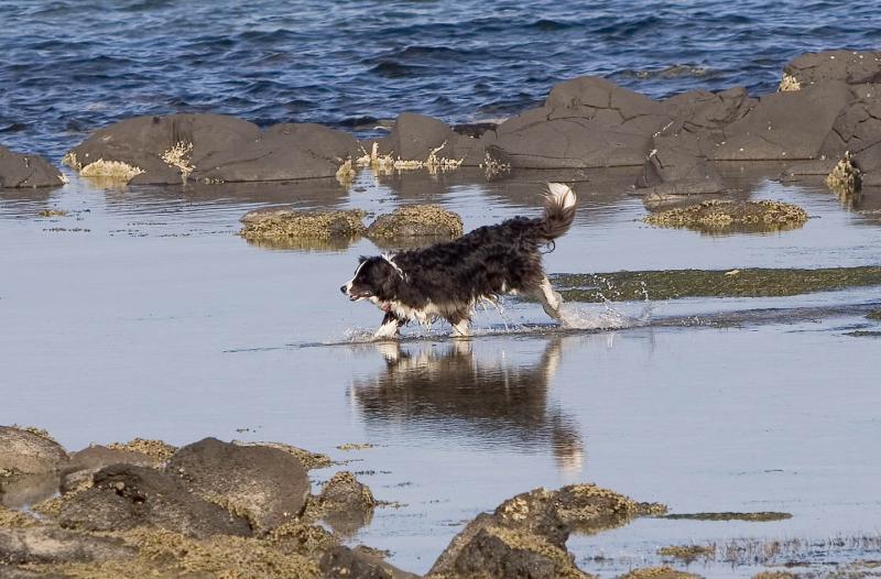 Water dog 9976.jpg