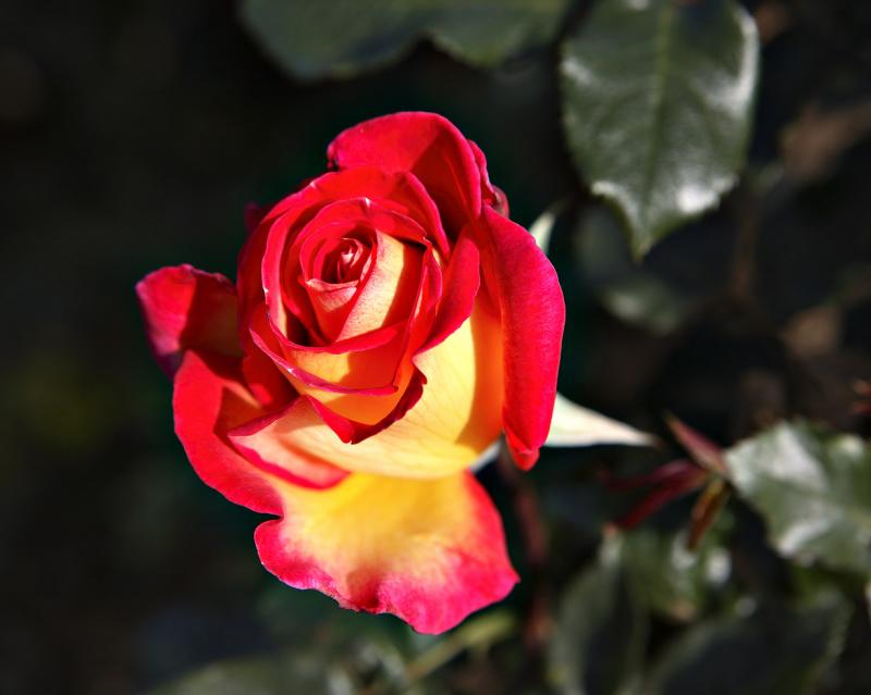 Double Delight Rose