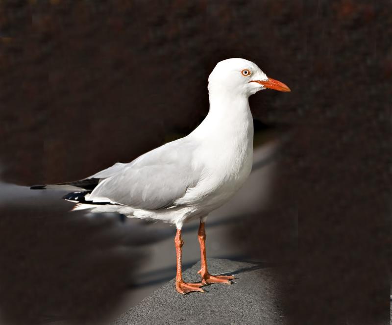 Gull 0061.jpg