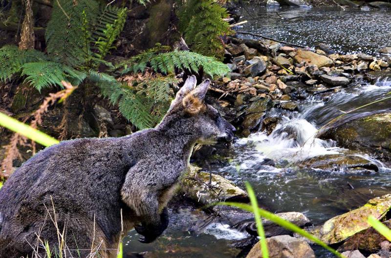 Wallaby in the wild.jpg