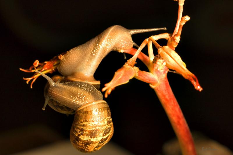 Snails0682.jpg