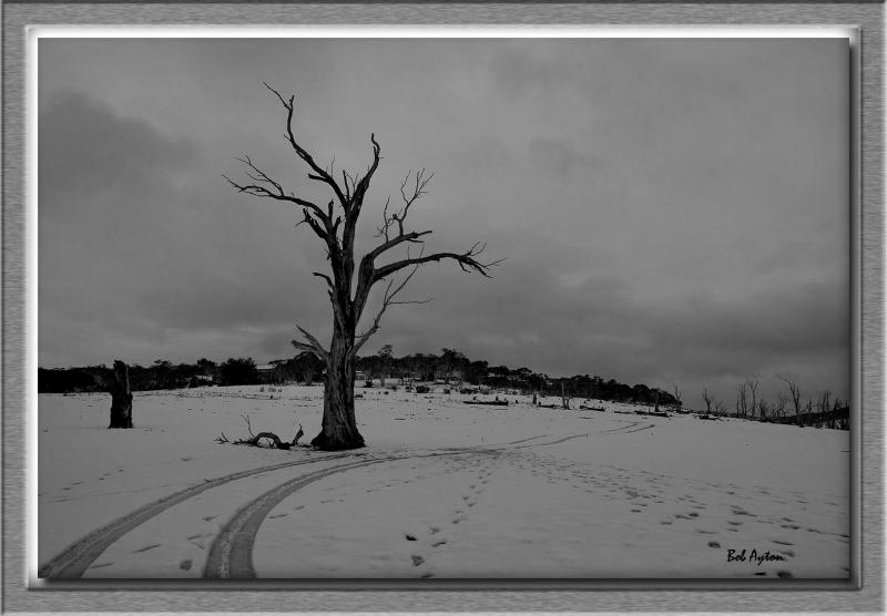 Poplars snow_BW.jpg