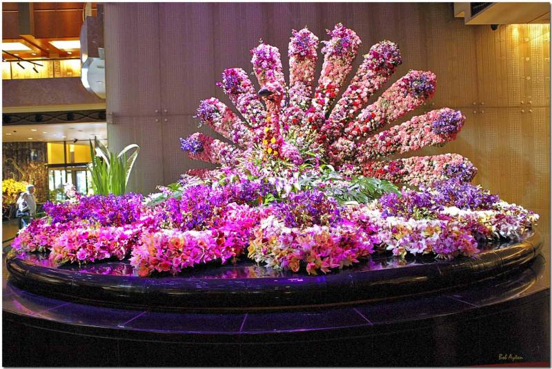 Peacock Display.jpg