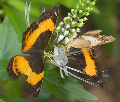 Butterflies 4501.jpg