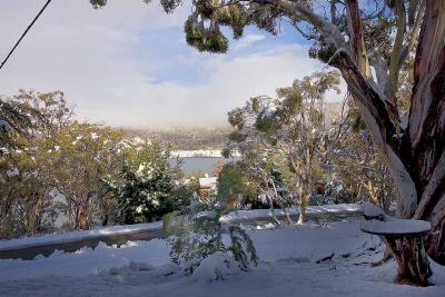Snow scene_6626.jpg