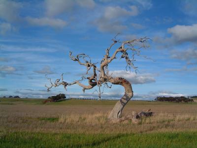 Tree 1 year on.jpg