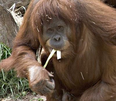 Orang-Utan.jpg