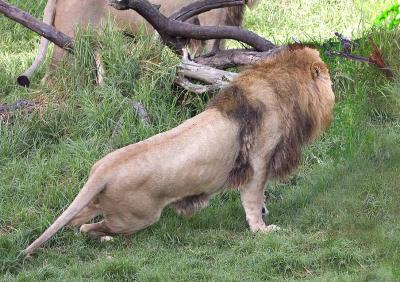 Lions.jpg