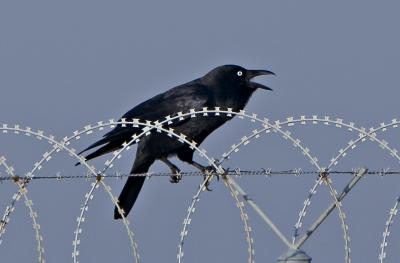 Raven Wire.jpg