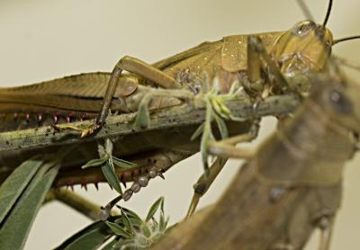 Locusts_0119.jpg