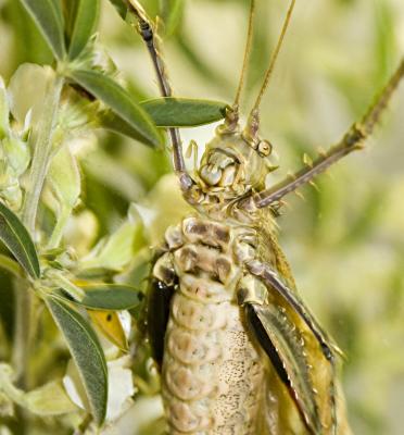 Locust teeth_0111.jpg