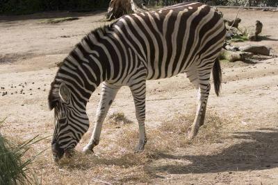 Zebra_0073.jpg