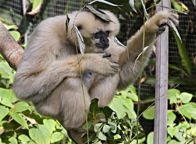 Spider Monkey_0054.jpg