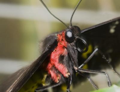 Red BFly_0083.jpg