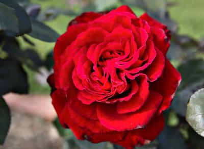 Red open Rose.jpg