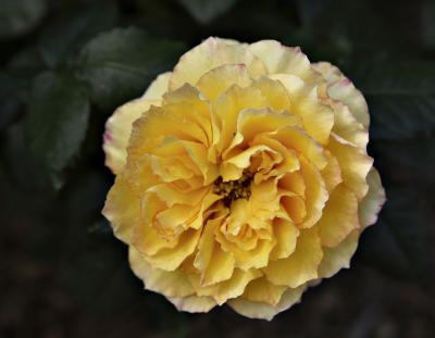 Victoria Gold Rose