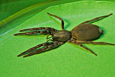 White-Tailed Spider