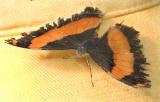 Butterfly 4457.jpg