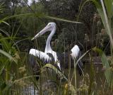 Australian Pelican