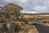 Dalgety Road_6555.jpg