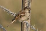 Sparrow 6496.jpg