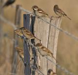 Sparrows_6493.jpg