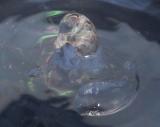 Water Duck_6727.jpg