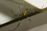 Spider_0112.jpg