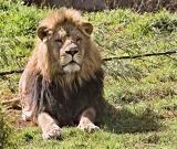 Lion_0029.jpg