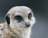 MEERKAT_0025.jpg