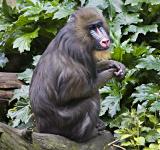 Mandril_0049.jpg