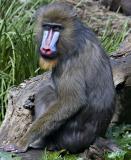Mandril 0050.jpg