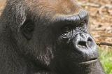 Gorilla close_0047.jpg