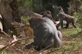 Gorilla_0040.jpg