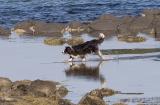 Water dog 9976.jpg
