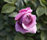 Charles De Gaulle Rose